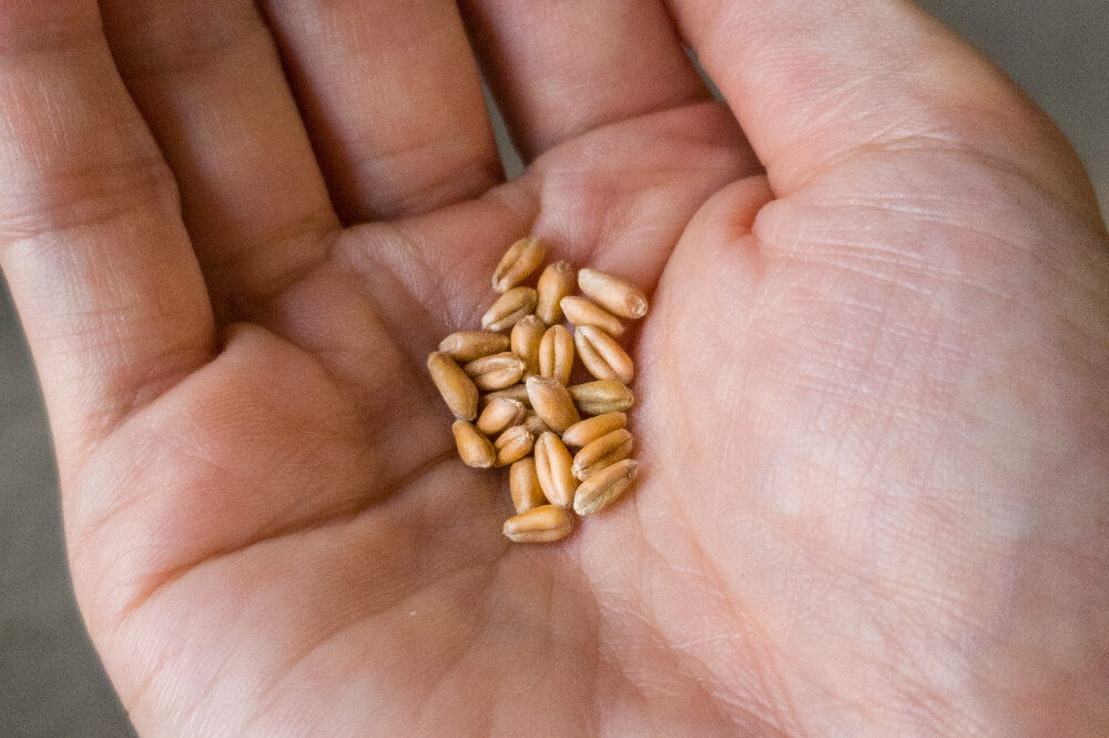 小麦粉の種